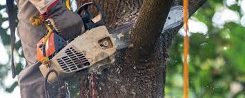 How Our Tree Care Process Works  in  Royal Kunia, HI