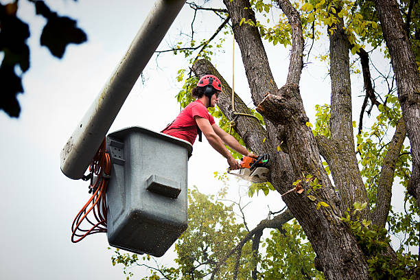 Professional Tree Services in Royal Kunia, HI